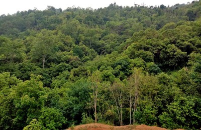 पूर्वी नवलपरासीको कार्यालय भवन निर्माणस्थलको रूख काट्न बाटो खुल्यो