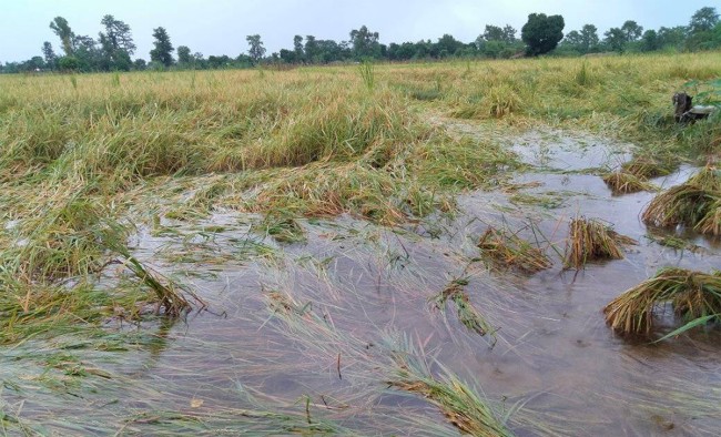 बाँकेमा वर्षाका कारण ४६० हेक्टरकाे धान बालीमा क्षति