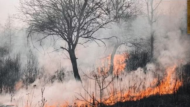 अमेरिकाको जंगलमा भिषण आगलागी, मृत्यु हुनेको संख्या ५३ नाघ्यो