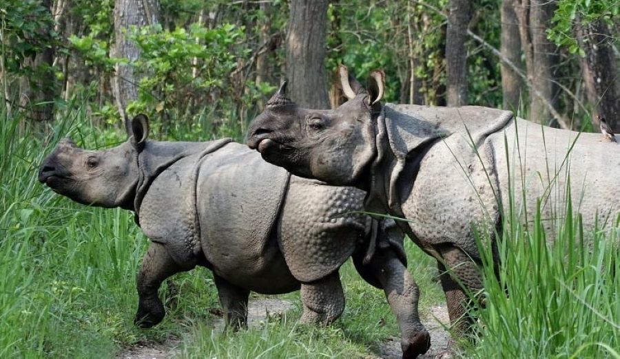 चितवनमा गैंडा मृत्यु प्रकरणमा मुछिएका ठेकेदारलाई ३ अर्बको ठेक्का !