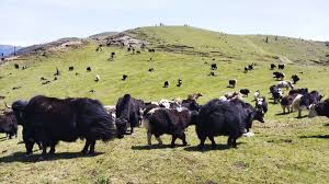 ताप्लेजुङमा ‘तोक्पेगोला पर्यटन तथा चौंरी महोत्सव’ हुँदै